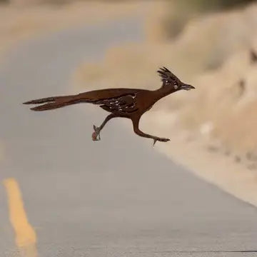 Southwestern Roadrunner Magnet