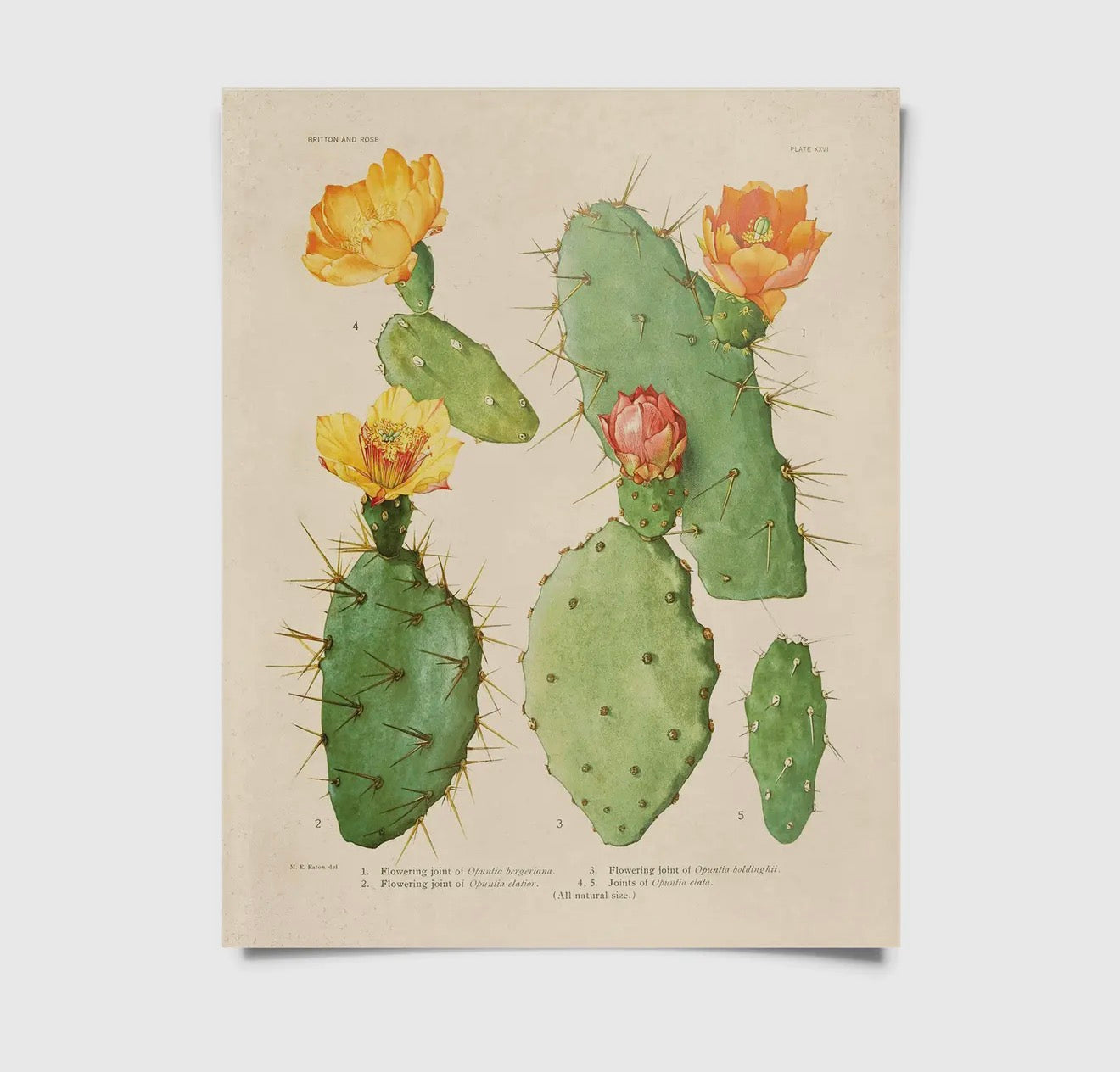 Cactus prints with frames