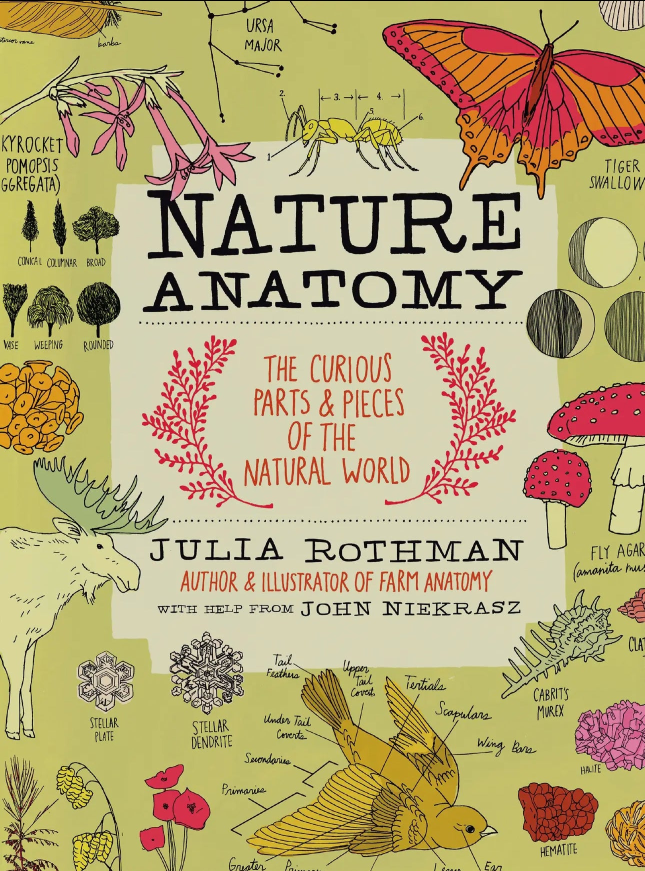 Julia Rothman Anatomy Books