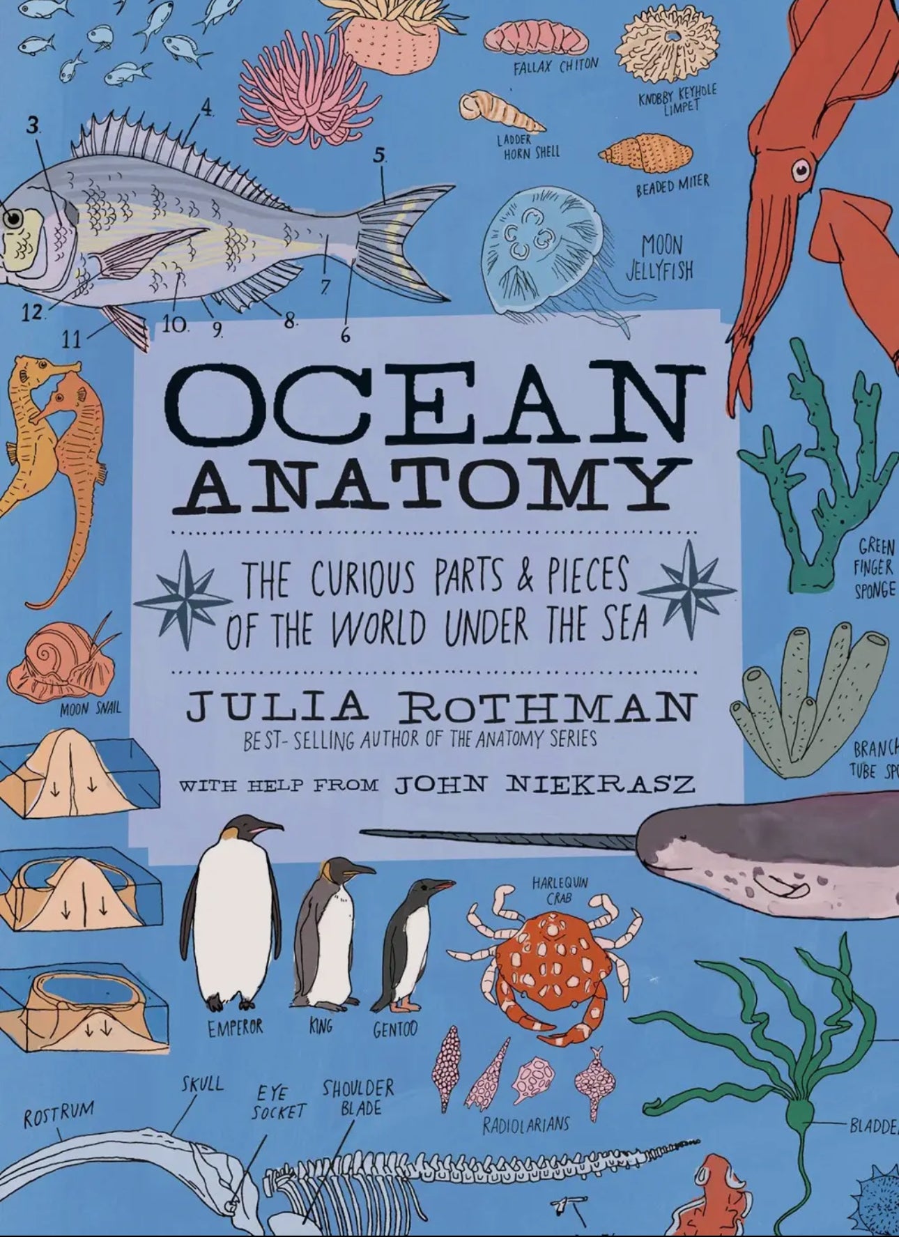 Julia Rothman Anatomy Books