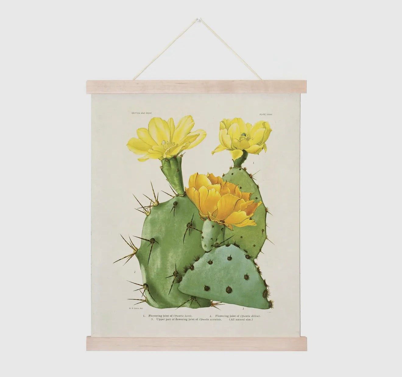 Cactus prints with frames